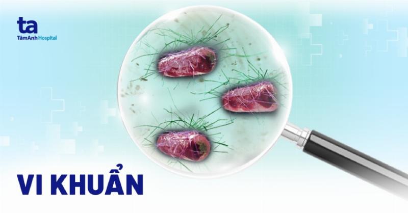 Phân loại và hình thái đa dạng của các loại vi sinh vật, từ vi khuẩn đến nấm và virus